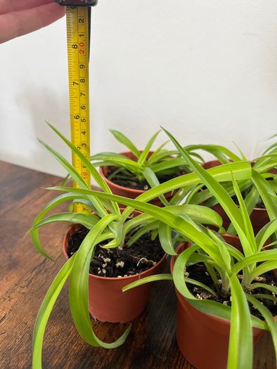 Small spider plant house plant