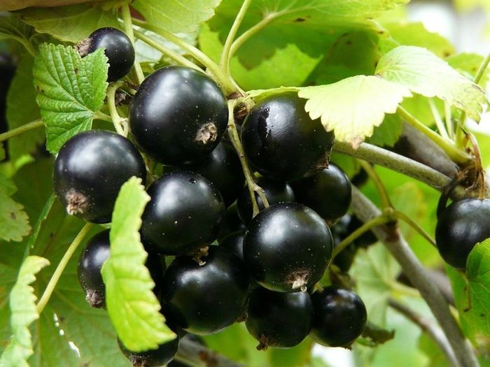 Blackcurrant Titania 7.5-10l pot available now