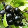 Blackcurrant Titania 7.5-10l pot available now Image 2