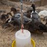 Ducks and American Brahamas chicks Image 6