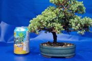 Juniper Bonsai