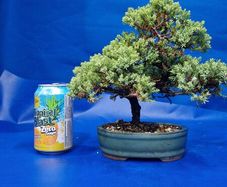 Juniper Bonsai
