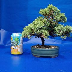 Juniper Bonsai