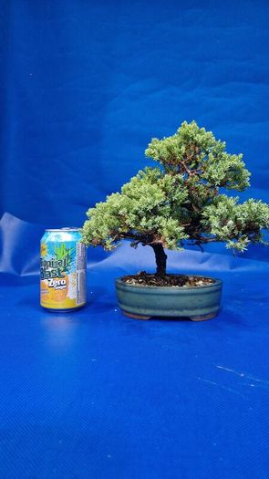 Juniper Bonsai