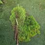 Plant Image 3