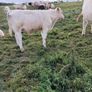 PBR Charolais bulls Image 7