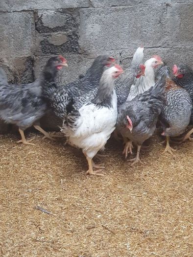 Hens, point of lay pullets