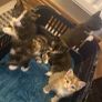 kittens for adoption Image 3