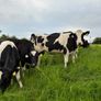 Top quality Heifers for sale Image 4