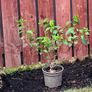 Plants Image 2
