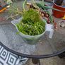 aquarium plants Image 2
