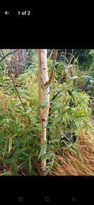 White Birch tree 300cm+ tall