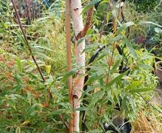White Birch tree 300cm+ tall