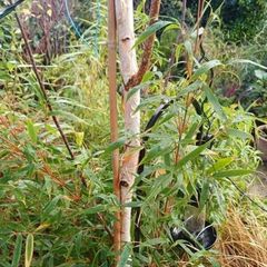 White Birch tree 300cm+ tall