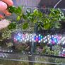 plants Image 8