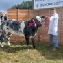 Show heifers Image 2