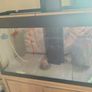 126L Fluval Aquarium + Stand, Light, and Filter Image 4