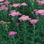 plant Image 4