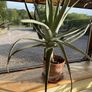Big Aloe Vera Plants Image 5