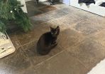 Kitten for adoption