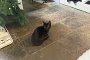 Kitten for adoption