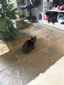 Kitten for adoption