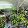 tomatos plants Image 3