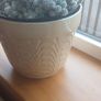 Mammillaria gracilis fragilis, Thimble cactus in ceramic pot. Image 6