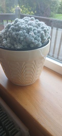 Mammillaria gracilis fragilis, Thimble cactus in ceramic pot.