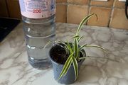 plant  spider plant