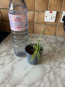 plant  spider plant