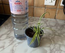 plant  spider plant