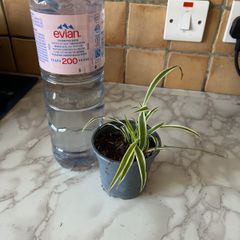plant  spider plant