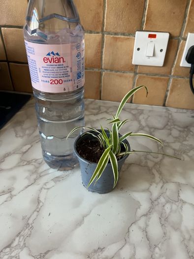 plant  spider plant