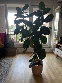Large Ficus Elastica / Rubber Plant with decorative pot 160cm height