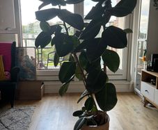 Large Ficus Elastica / Rubber Plant with decorative pot 160cm height