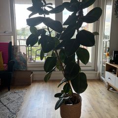 Large Ficus Elastica / Rubber Plant with decorative pot 160cm height