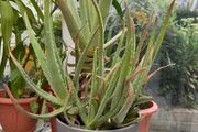 Aloevera