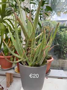 Aloevera