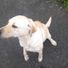 Adam Lennords