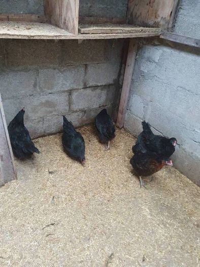 Hens, point of lay pullets