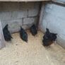 poultry, pullets, Hens, Image 6