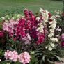 (S) Hoary Stock seeds 0.7g Stock Flower (414352) Image 2