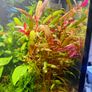 Shrimp and moss Image 5