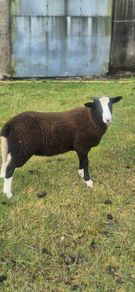 zwartable x jacob lambs