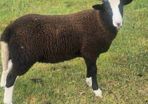 zwartable x jacob lambs