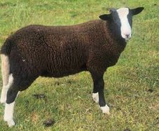 zwartable x jacob lambs