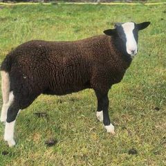 zwartable x jacob lambs