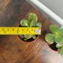 Mini jade plant house plant Image 4