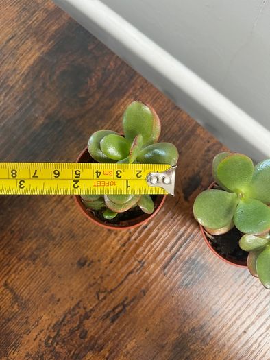 Mini jade plant house plant
